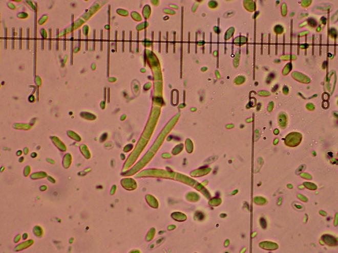 Su ceppo do Frassino da det.